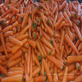 Súper Yummy Chinese Fresh Carrots en venta